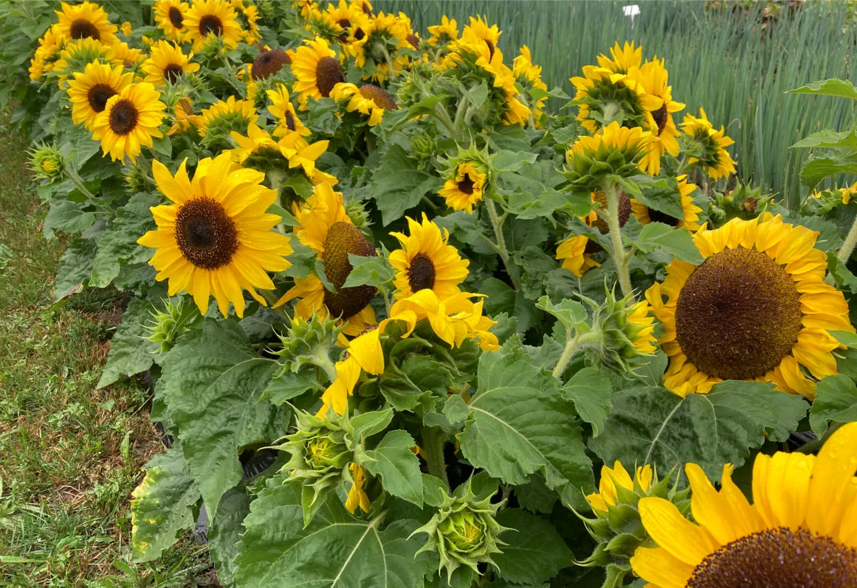 Dwarf Incredible Sunflowers